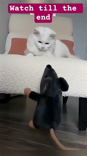 Wait for the End 🤣 Cat vs Toy Mouse Reaction Is Priceless#2026trends #funny #cat #pets #funnycats
