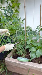 1.9K views · 1.2K reactions | Staking and pruning my tomatoes to help them grow tall and strong! Bamboo for the win! ✨ #GrowUpwards #TomatoCare | Che Thompson | Facebook