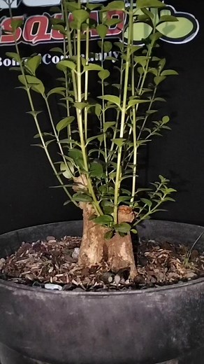 The process of wiring bonsai tree #programbonsai #inspiration #bonsaitree #diy #fblifestyle #bonsaitips | Aditya Rifki Hamizan