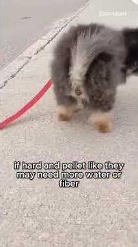 What Your Dog's Poop Says About Their Health 😱