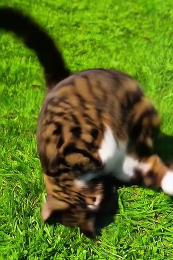 “Spinning Cat Warning… Don’t Get Dizzy! 🐱😂 #shorts”