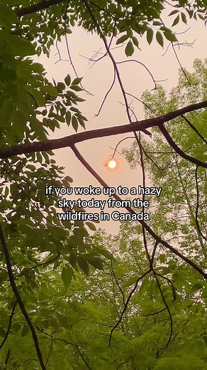 Really any type of mullein tea will help if you’re sensitive to the harmful particles in the air. Some things are unavoidable but there’s always an herbal solution. Stay calm and be well! #wildfires #upstateny #canadianfire #lunghealth