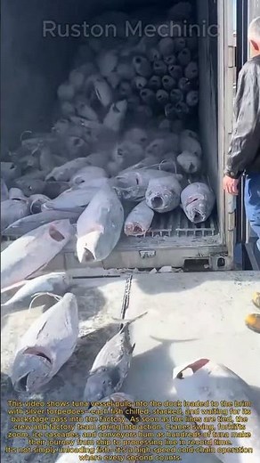Tuna Factory Secrets: Unloading Hundreds of Fish for Processing