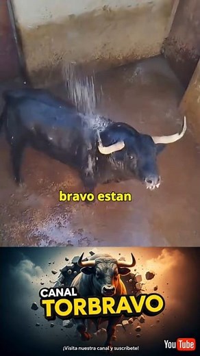 El toro : cómo el agua calma la tensión del toro bravo