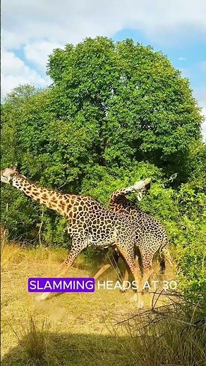 Hidden Secrets of the World's Wildest Mammals! #facts #animalfacts