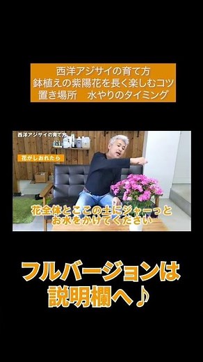 西洋アジサイの育て方 鉢植えの紫陽花を長く楽しむコツは置き場所を水やりのタイミング#Shorts