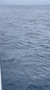 1.3K views · 49 reactions | Today is California Coastal Cleanup Day!...