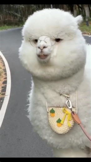 Too Cute Alpaca Moments 🦙💖#alpaca #cutealpaca #alpacalove #alpacalife #cutemoments