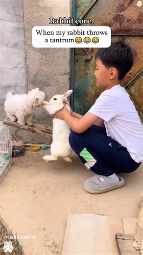 Animal Creativity on Instagram: "When My Rsbbit is Angry #rabbit #rabbit🐰 #bunny #pets #petcare #petvideo #animal #viral #reels #usa"