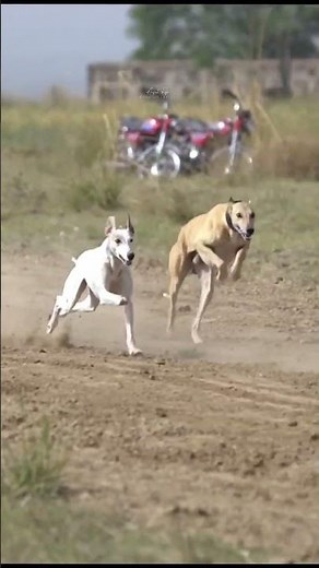 Greyhounds Dori Track Race Competition / Racing Greyhound @ExplorePotohar