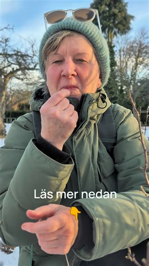 Jag känner knappt till någon växt där redan knopparna doftar och smakar som frukten. 🌱🍇 Den karaktäristiska “cassis”-doften hos svarta vinbär gör den helt unik – och med sin lätt rosafärgade ton är den också lätt att känna igen. Har du denna buske i din trädgård? Då har du tillgång till ett naturligt kortison. 💚 Så brukar knopparna nämligen kallas, tack vare sin kraftfulla verkan. ⚠️ Viktigt: Knoppar ska alltid samlas in i mycket små mängder. Inom örtmedicin och fytoterapi räknas knopparna fr