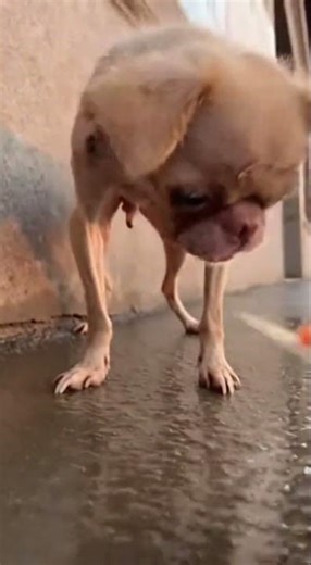 If You See a Stray Like This, Don’t Walk Past — Help Safely