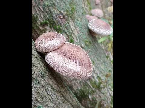 Inoculating Shiitake Logs
