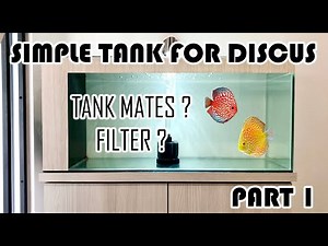 DISCUS TANK SIMPLE SETUP (INTERNAL SUMP FILTER) Aquarium sederhana untuk ikan discus