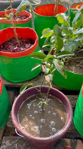 145K views · 823 reactions | Orange plant grow tips using new compost technique #orange #plants #nature #flowers #plantsofinstagram #garden #plant #plantsmakepeoplehappy #gardening #houseplants #plantlover #green #photography #naturephotography #indoorplants #flower #plantlife #love #succulents #urbanjungle #cactus #art #plantstagram #plantas #homedecor #naturelovers #plantsplantsplants #beautiful #photooftheday | Rezia Gardening | Facebook