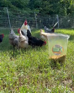 2.7K views · 118 reactions | I LOVE roosters. Watch how Angry Bird watches over his flock while they eat. They have no worries because they know and trust he is watching for predators. | Coop Dreams | Facebook