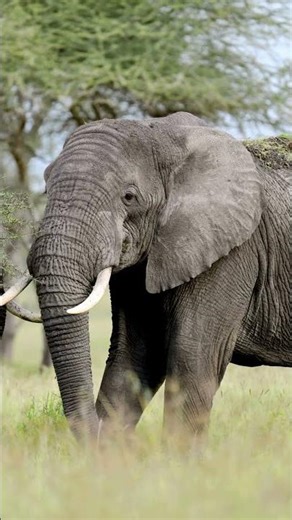 Bull Elephant Up Close & It Is Absolutely Massive