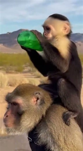 Monkeys Riding a Unicycle… Then THIS Happened