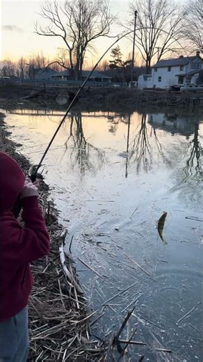 Early Spawn Perch #michigan #perch #fishing #kidsfishing #kidsfishing