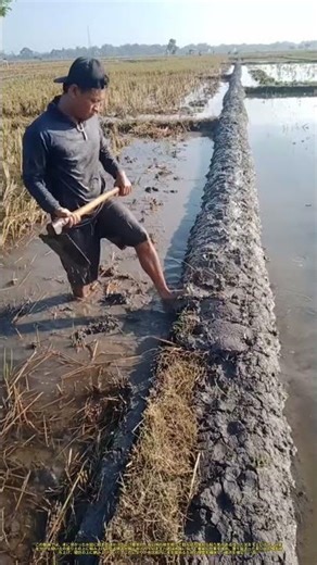 水田の堤防補修：泥土で区画の境界を補強する