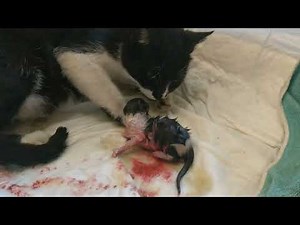 Il parto della nostra gatta!! Spettacolo unico!!!