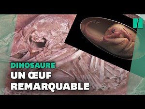 Ce bébé dinosaure, parfaitement conservé dans son oeuf, a été découvert prêt à éclore