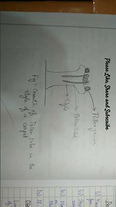 'To study pollen tube growth on stigma' Class 12 Biology practical #biology #practical