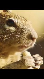 Animal Planet TV on Reels