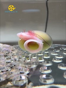 706K views · 6.4K reactions | giải cứu cá mập con | Sqlnwpy3412 | Facebook