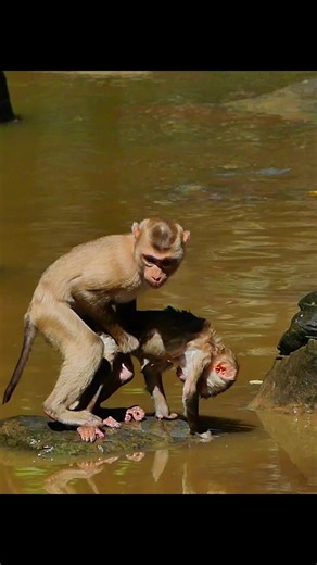 Boy Rescues Abandoned Lynx from Water