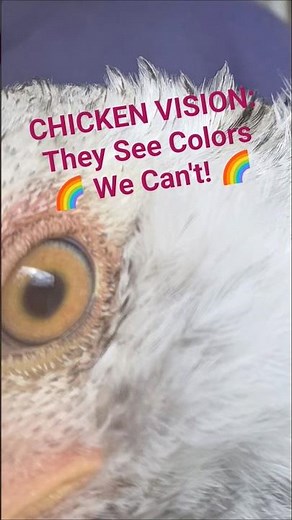 Chicken Vision: Seeing the World in High Definition (and UV!) 🌈
