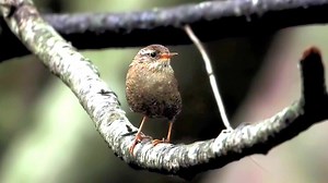 416K views · 10K reactions | Winter wren singing (Troglodytes hiemalis) British Columbia, Atlantic Ocean, Canada, Mexico. | BIRDS & Nature | Facebook