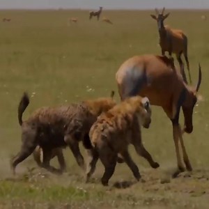1.2M views · 5.8K reactions | hyena mercilessly attack antelope | Soul | Facebook
