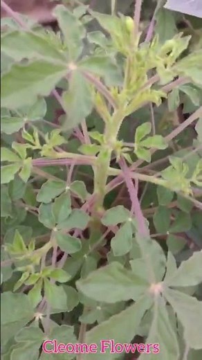 Cleome Spider Plant from Seed Growing 🌺🌺🌺🌺 #flowers #Cleome