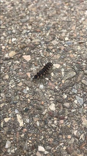 Firefly Larva Up Close | Strange Glowing Insect in Nature