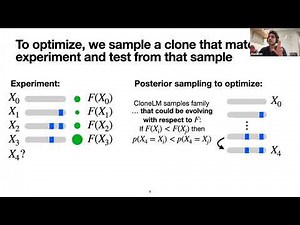 Bayesian Optimization of Antibodies Informed by a Generative Model of Evolving Sequences