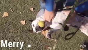 77 reactions · 16 shares | Update: ADOPTED!Merry #A5334325...