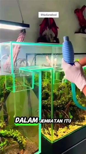 BIKIN JEMBATAN ANTAR AKUARIUM⁉️🤯