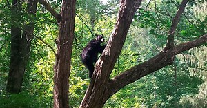 Nature: Black bears