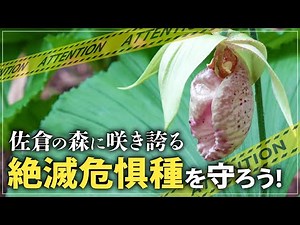 【絶滅危惧種を守ろう】佐倉の森に自生する「クマガイソウ」の保護活動に密着！開花した姿もお届けします