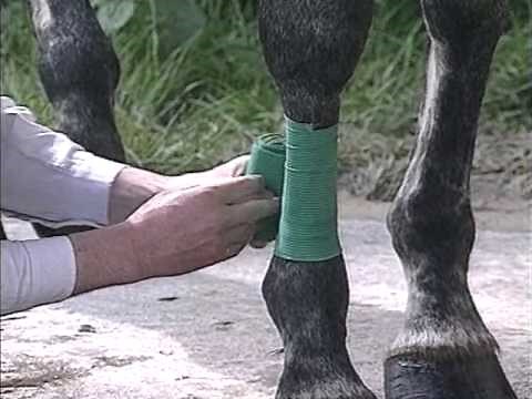 Galops 4 : Préparation aux examens de la FFE - Equitation