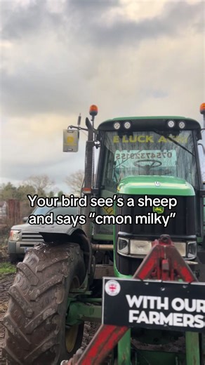 Fun Interaction: Your Bird and the Sheep