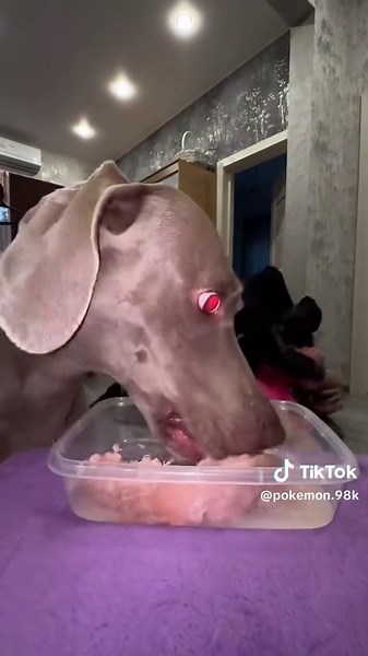 Dog: Nothing is more important than eating#funnydog #dog #dogsoftiktok #fpy #funny #funnytiktok #dogvideos