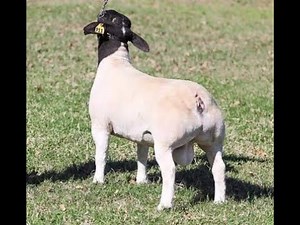 "Dorper Sheep Farming: How to Raise a Low-Maintenance and High-Profit Flock!"