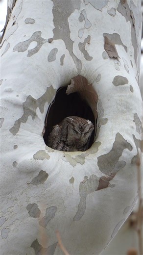 Ever seen an owl throw up? #screechowl #sonyalpha