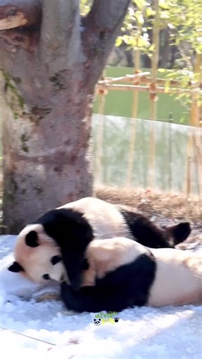 06/01/2026 2 đứa chơi tuyết sao mà cưng dữ thần 😘🥰❤️🐷🐼❤️#ruibao #huibao #gấutrúc #panda #babypanda🐼