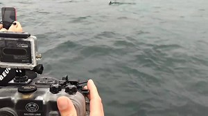 Some great encounters over the last few days. Plankton soup around the islands and basking sharks hoovering away in front of the boat and our snorkellers. | Basking Shark Scotland