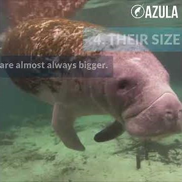 Dugongs vs. Manatees: Know the Difference | Azula