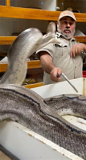 This momma python was being very good momma and protecting those babies but then I think she heard me talking about her😅 Most of the time these momma pythons aren’t trying to hurt me and are just trying to scare me away👀 All snakes aren’t mean and this girl is being good momma and making sure I do not get near those snake eggs🙌🥰 She obviously doesn’t know I am here to help but that’s just how it is🙃 • • • • #mom #snake #insta #wow #wild #wildlife #momlife #good #reptile #video #beautiful #p