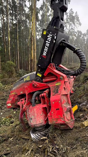 Waratah 624HX. Smooth, Reliable & Ready For Work 🌲 #Waratah #BuiltToWork #WaratahForestry #624HX #MJM #HarvestingHead #Logging #TimberIndustry #ForestryWork | Waratah Australia, New Zealand & Asia Pacific